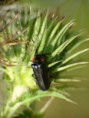 /album/coleoptera/chauliognauthus-sp-1-jpg/